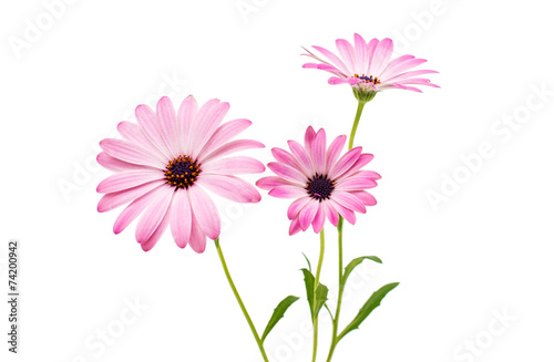 Osteospermum Daisy or Cape Daisy Flower Flower