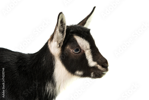 little goat isolated