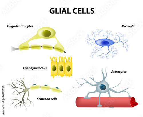 Supporting Cells. Neuroglia or Glial cells