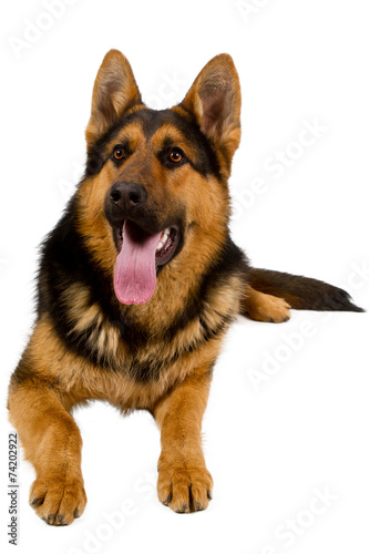 German Shepherd