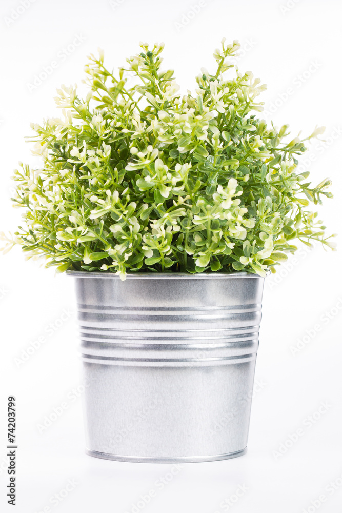 Fototapeta premium Pot tin can plant isolated