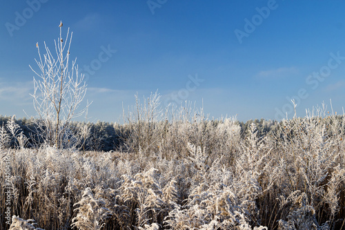 frozen trees on blue sky background