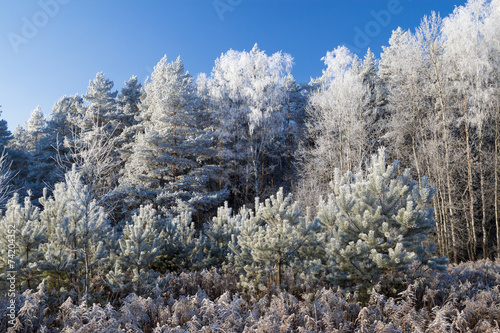 frozen trees on blue sky background