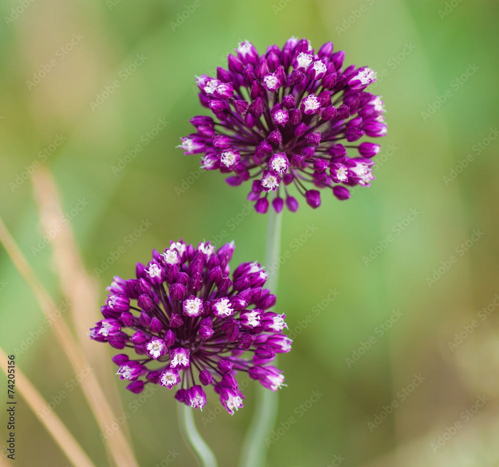 Flowering Allium on a green background Flowering Allium on a green background