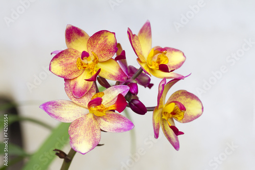 Spathoglottis Plicata purple orchids or ground orchid