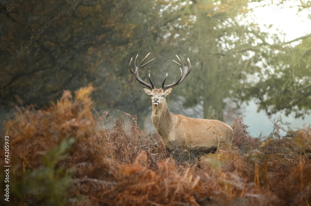 red deer red deer