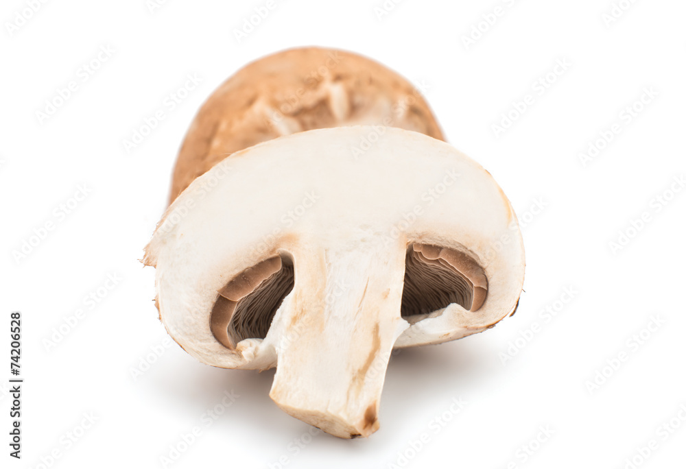 Fototapeta premium mushroom