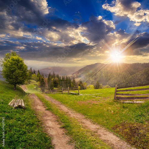 tree on hillside path through  meadow in foggy mountain at sunse