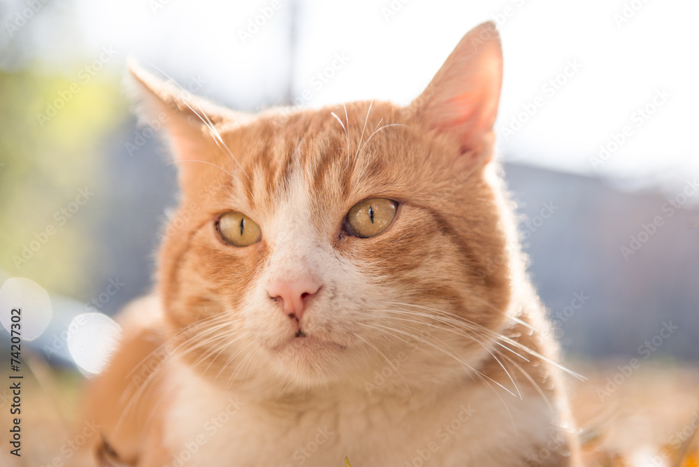 Orange cat Orange cat