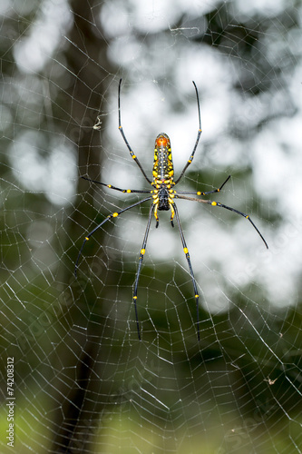 Golden Silk Orb weaver Spider