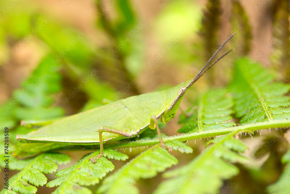 Fototapeta premium Grasshopper living on the leaf