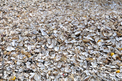 Immense tas de coquilles d'huîtres au port de Cancale photo