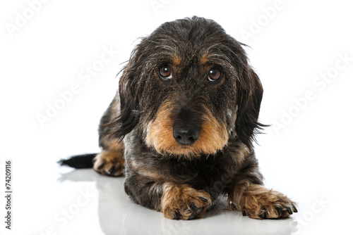 Fototapeta Naklejka Na Ścianę i Meble -  Rauhaardackel