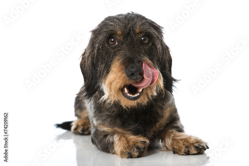 Fototapeta Naklejka Na Ścianę i Meble -  Rauhaardackel