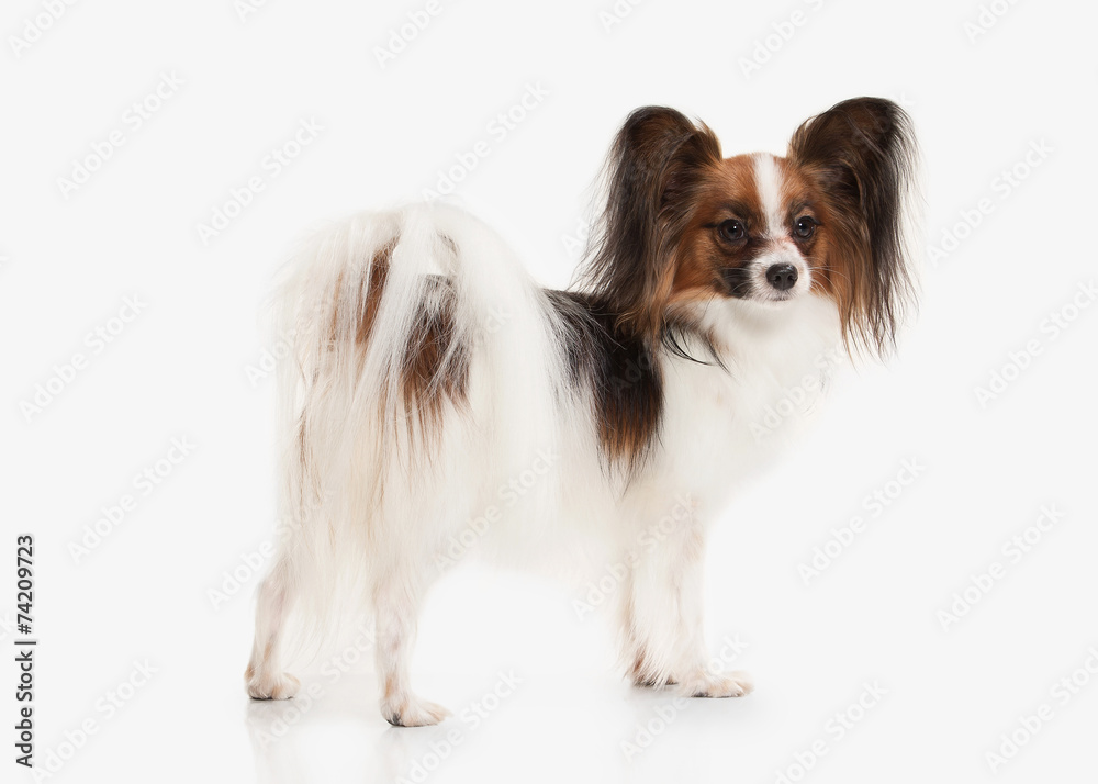 Dog. Papillon puppy on a white background Dog. Papillon puppy on a white background