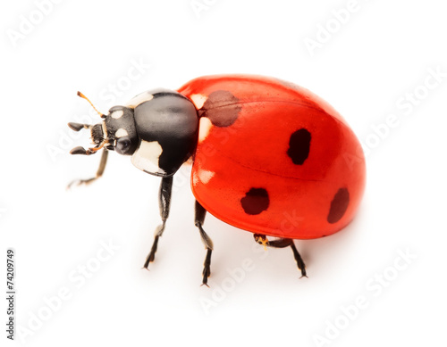 Ladybug © gertrudda