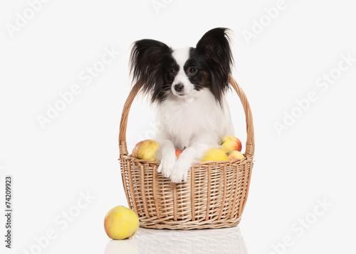 Dog. Papillon puppy on a white background photo