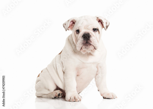 Dog. English bulldog puppy on white background