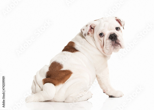 Dog. Papillon puppy on a white background
