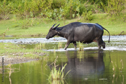 Buffalo crossing a river in Sumbawa  Indonesia