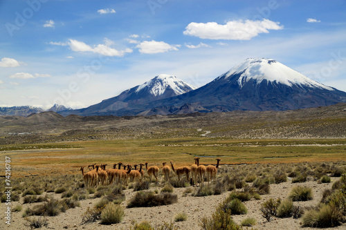 Payachata volcanic group at Lauca National Park, Chile photo