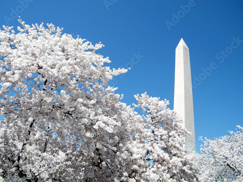 Washington Cherry Blossoms in front of  Washington Monument 2010