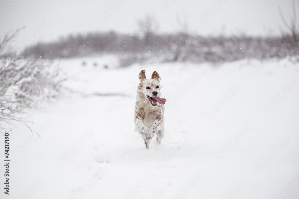Happy Dog running through the snow