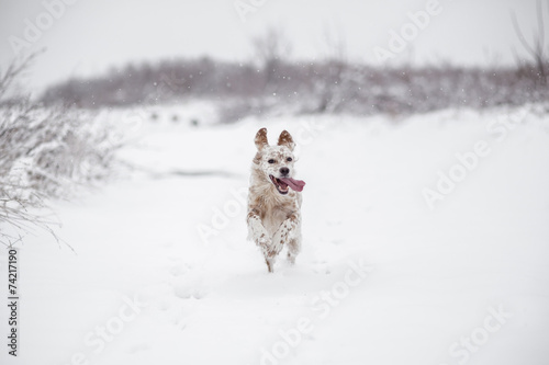 Fototapeta Naklejka Na Ścianę i Meble -  Happy Dog running through the snow