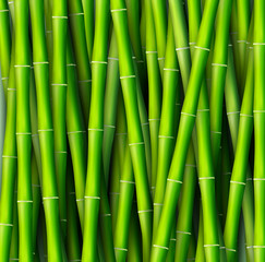 Bamboo background concept. Vector illustration
