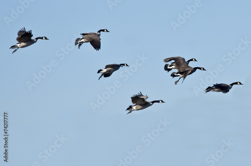 Flock of Canada Geese Flying in a Blue Sky © rck