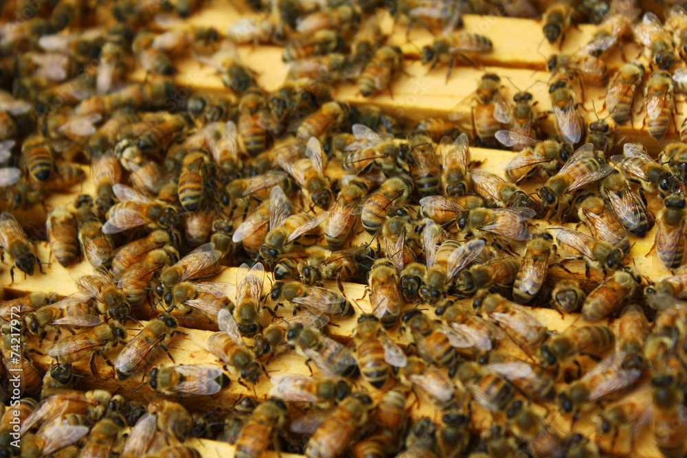 Honey Bees in their Hive Honey Bees in their Hive