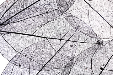 Papier peint photo Nervures de feuilles Decorative skeleton leaves background  © Africa Studio