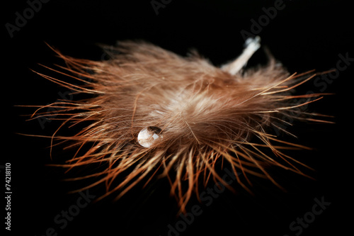 Beautiful feather with water drop on black background © Africa Studio
