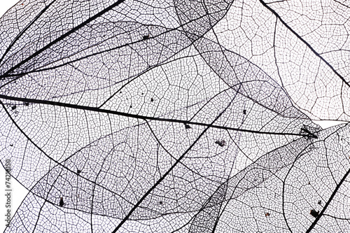 Decorative skeleton leaves background