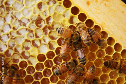 Honey Bees in their Hives