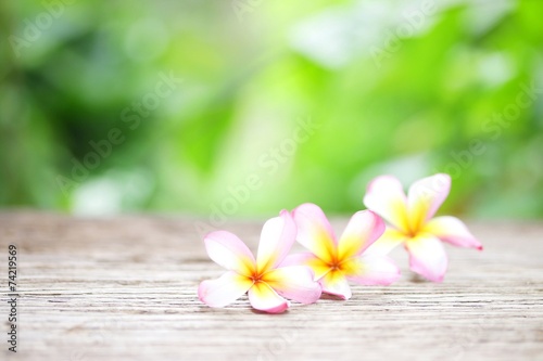 Frangipani flower on wooden table © paladin1212