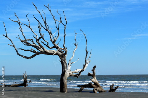 Boneyard Beach Dead tree on shore near ocean