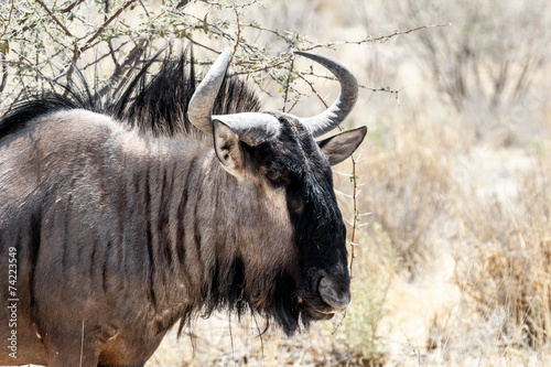 portrait of A wild Wildebeest Gnu photo