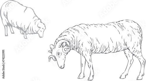 Sheep
