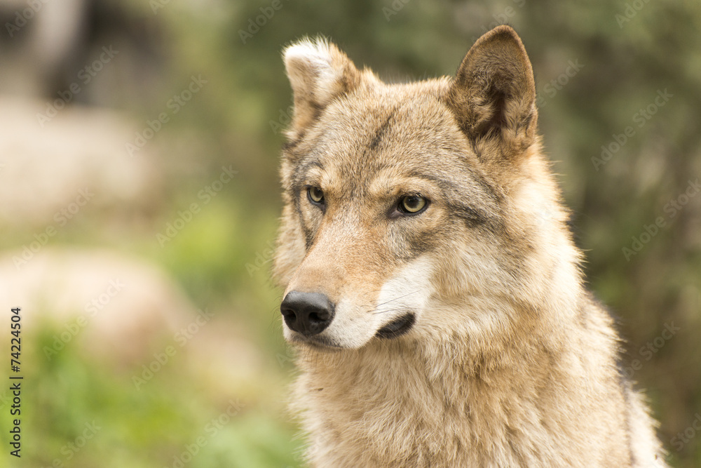 Wolf portrait with cut ear