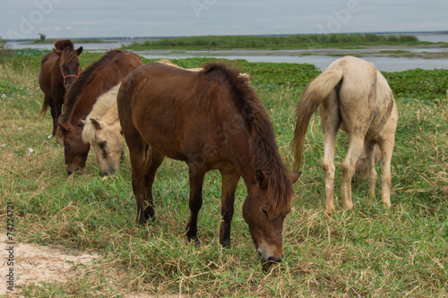 Horses in Nong Han lake thailand