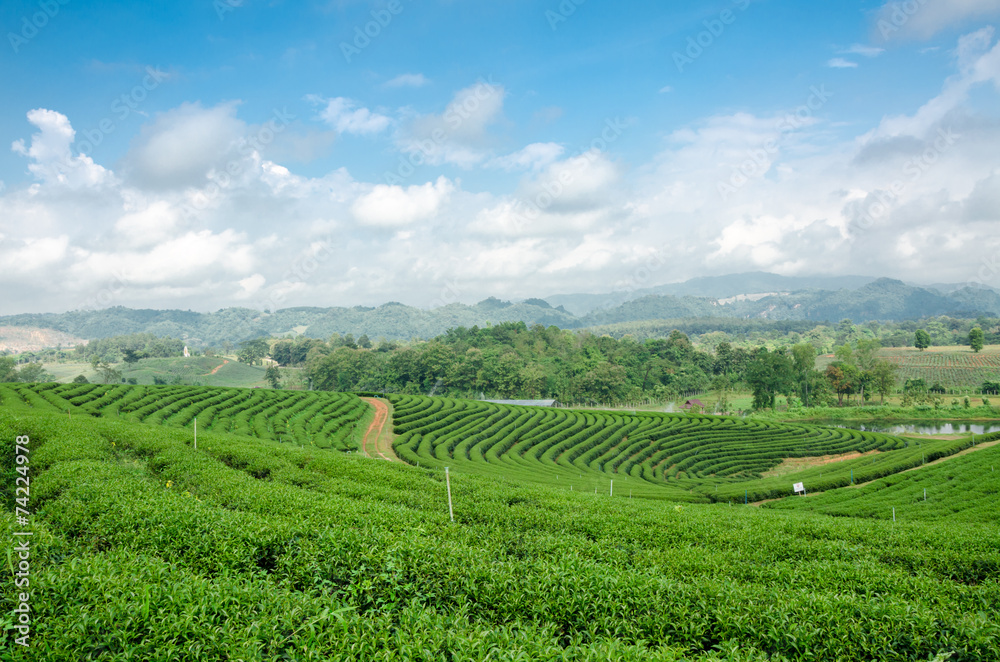 tea plantation at Choui Fong tea,Chiang Rai Thailand