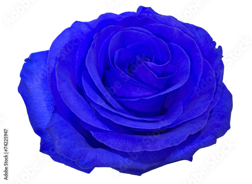 Fototapeta Naklejka Na Ścianę i Meble -  single beautiful blue rose bloom isolated on white