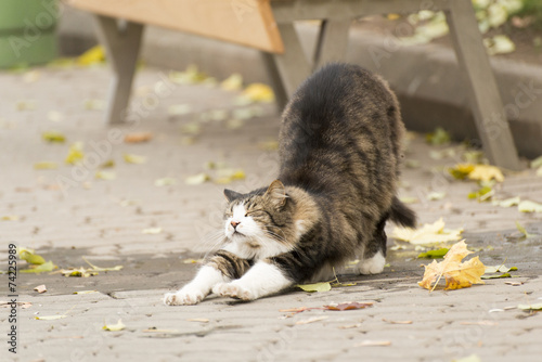 Fototapeta Naklejka Na Ścianę i Meble -  Wild cat stretching on a street