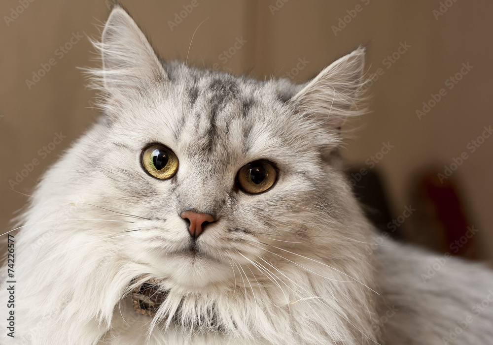 Cat Cat