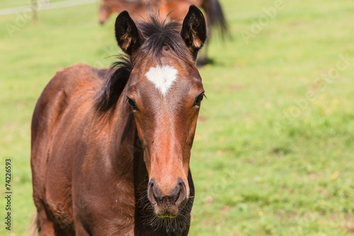 Fototapeta Naklejka Na Ścianę i Meble -  Horse Foal Colt Stud Farm