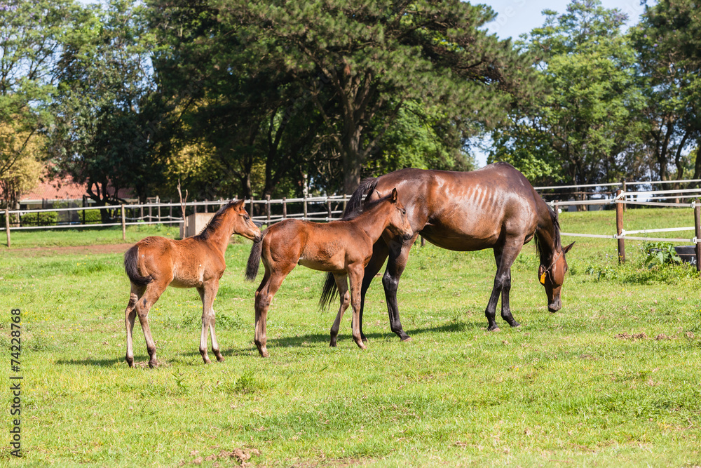 Horse Foals Colt Stud Farm Horse Foals Colt Stud Farm