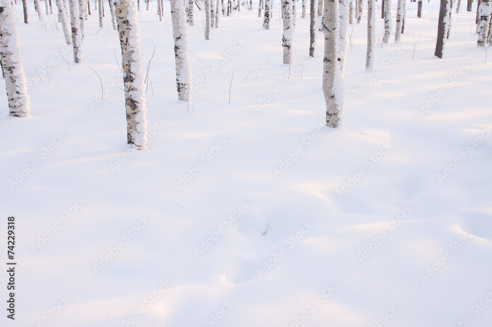 Winter trees Winter trees
