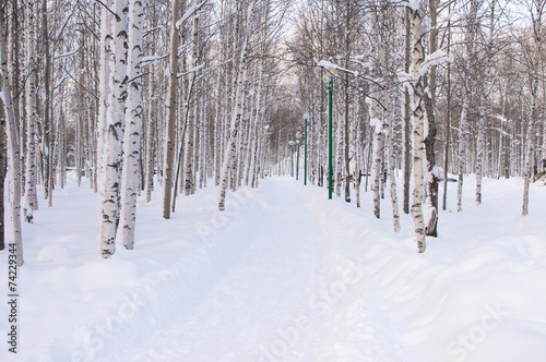 Winter trees © photosiber