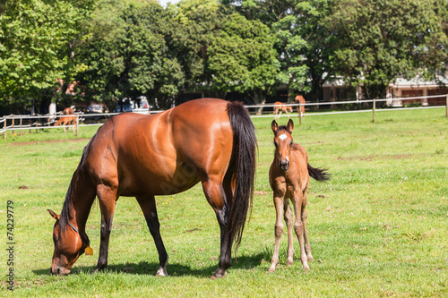 Horse Foal Colt Stud Farm